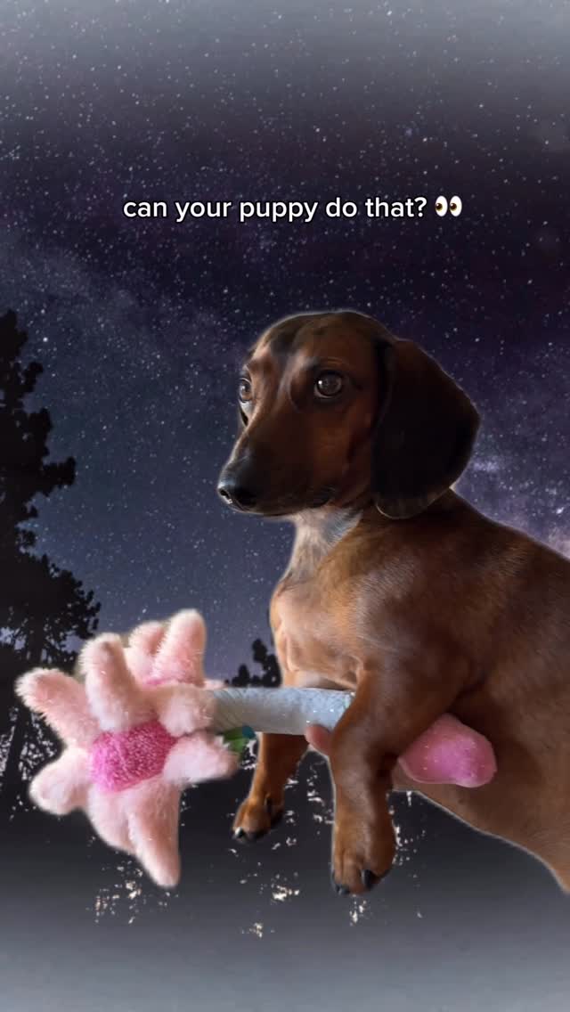 Instagram post by @sprinklestheweenie for BarkBox. Caption reads: Sprinkles can defy gravity 💚 Click the link in my....