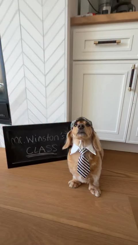 Instagram post by @itsyaboy_winston for Sundays for Dogs. Caption reads: Honestly Jim is such a pick-me. @sundaysfordogs if....