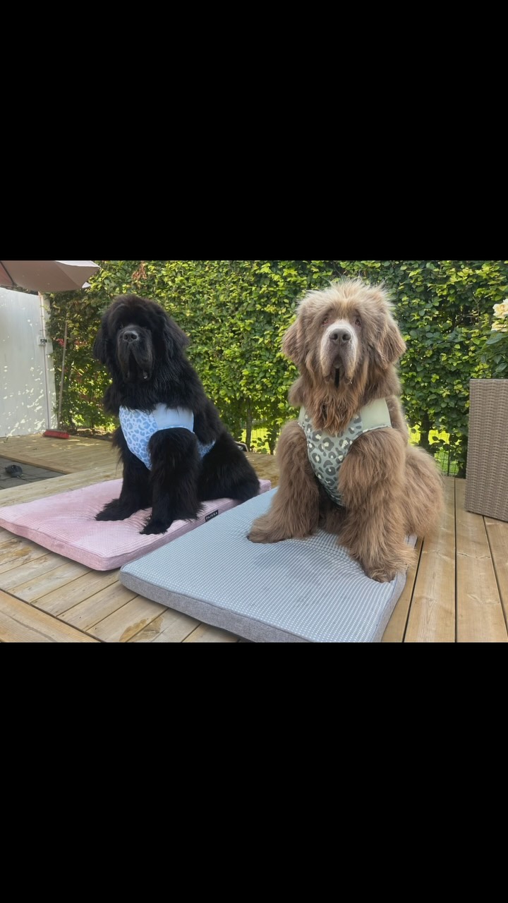 Instagram post by @teddythenewfie_swe_ for PAIKKA. Caption reads: Ad// @paikka.pet 

It’s SO hot 🥵 but thanks to....