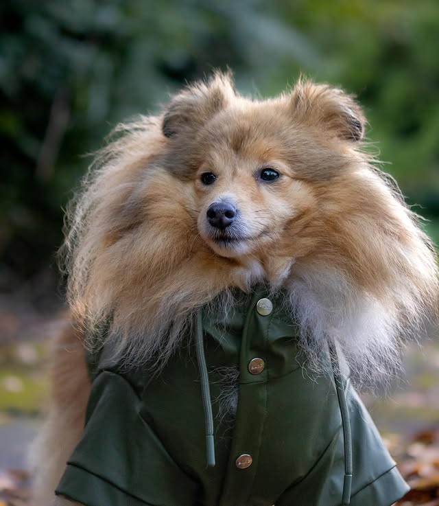 Instagram post by @londonsheltiecallie for Barc London. Caption reads: [...] the escapees 😂 Callie’s rain coat:....