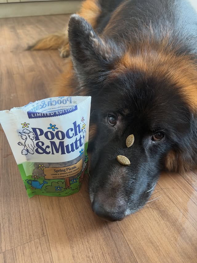 Instagram post by @thedevonpack for Pooch and Mutt. Caption reads: [...] holiday, till then I’ll enjoy all my....