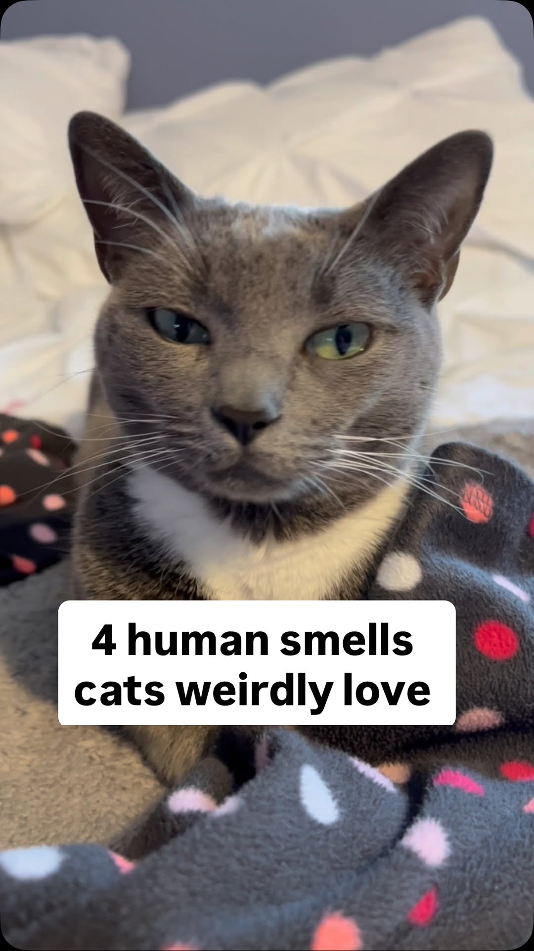 Instagram post by @purrfectinfluencer for Cats of Instagram. Caption reads: 4 smells cats love ❤️ did you know these? 

#Cats....