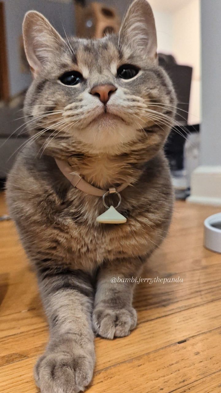 Instagram post by @bambi.jerrythepanda for Open Farm Pet. Caption reads: Bambi’s showing off her “skills” today 😼
She’ll....