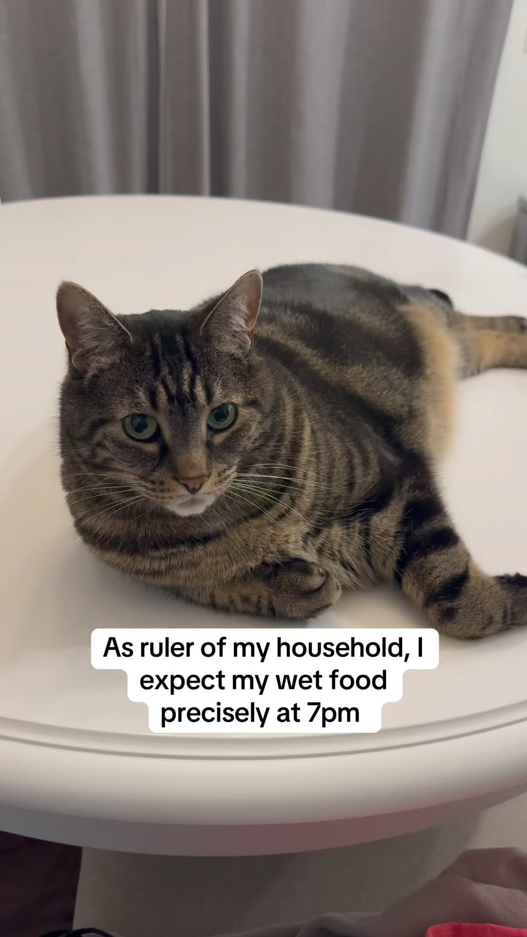 Instagram post by @mr.milothechonk for Petlibro. Caption reads: Milo will never be fed a late meal again thanks to....