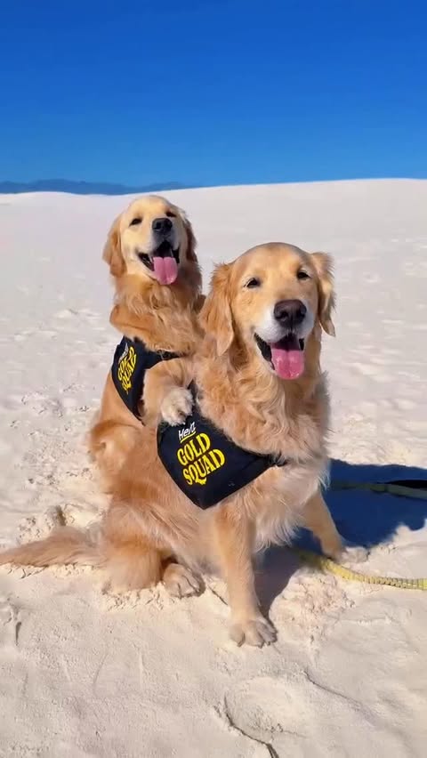 Instagram post by @it_is_a_pancake_life for Hertz. Caption reads: [...] to drive into their next adventures with....