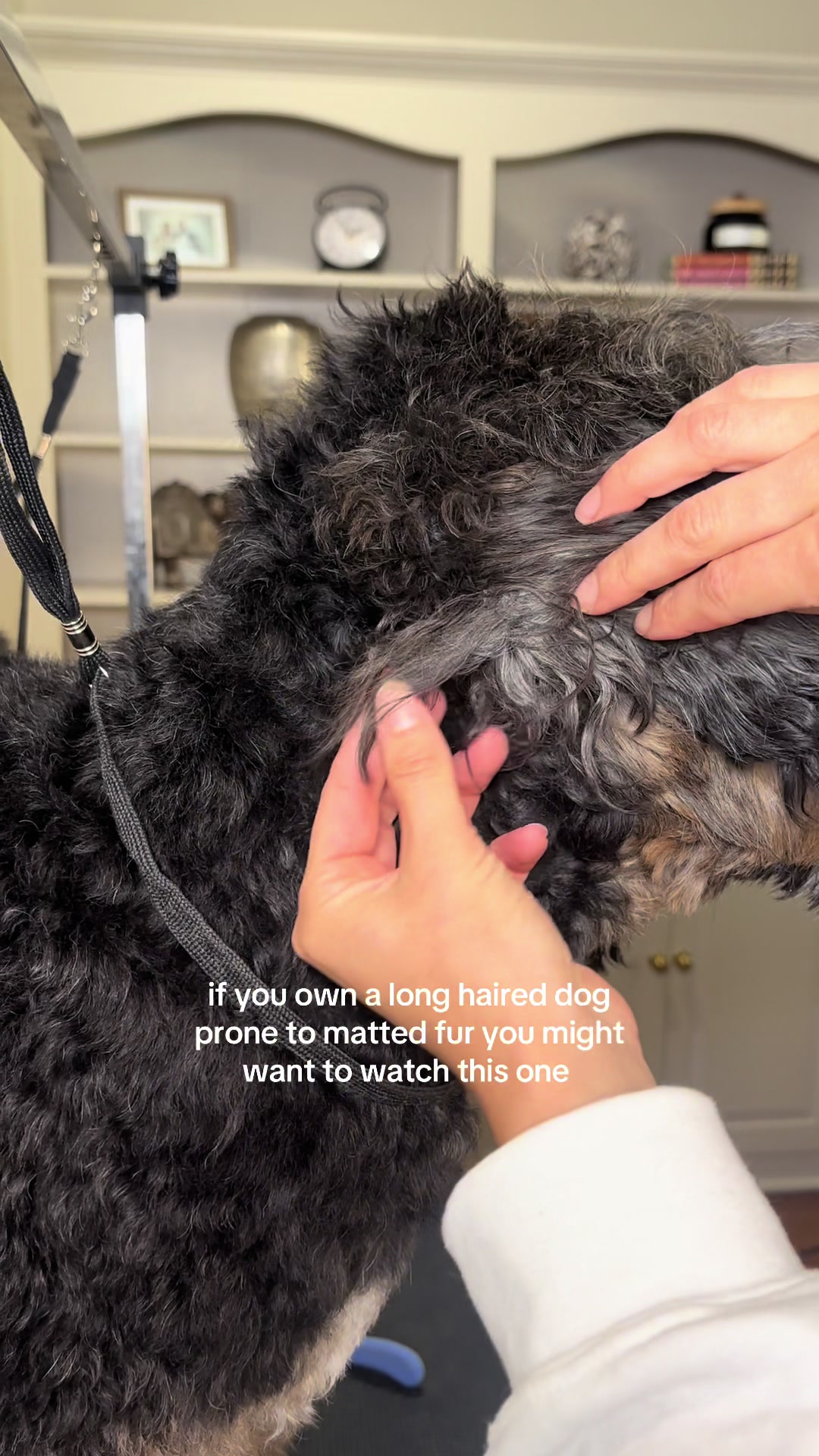 TikTok post by @_its_just_jess_ for We Love Doodles. Caption reads: [...] #TikTokShopCreatorPicks #mattedfur....