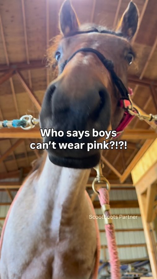 Instagram post by @doublezfarm for Scoot Boots. Caption reads: [...] pink!! Zinger is showing off the new....