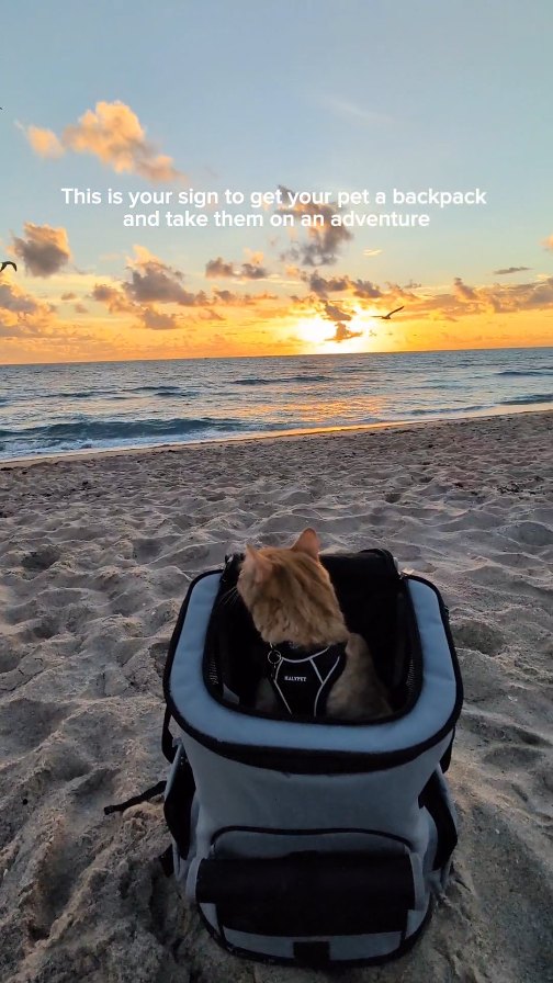 Instagram post by @itscookie.cat for Petsfit. Caption reads: [...] with me 🥰 This backpack from @petsfit.us is....