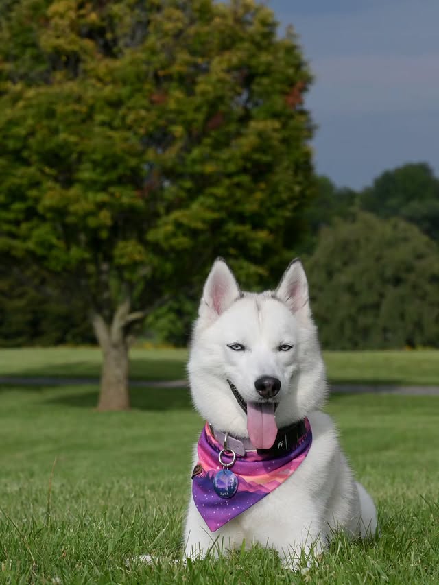 Instagram post by @husky_sashanova for Fi. Caption reads: [...] lights tag| @pawsforafuture 🏷NOVA15 FI GPS|....
