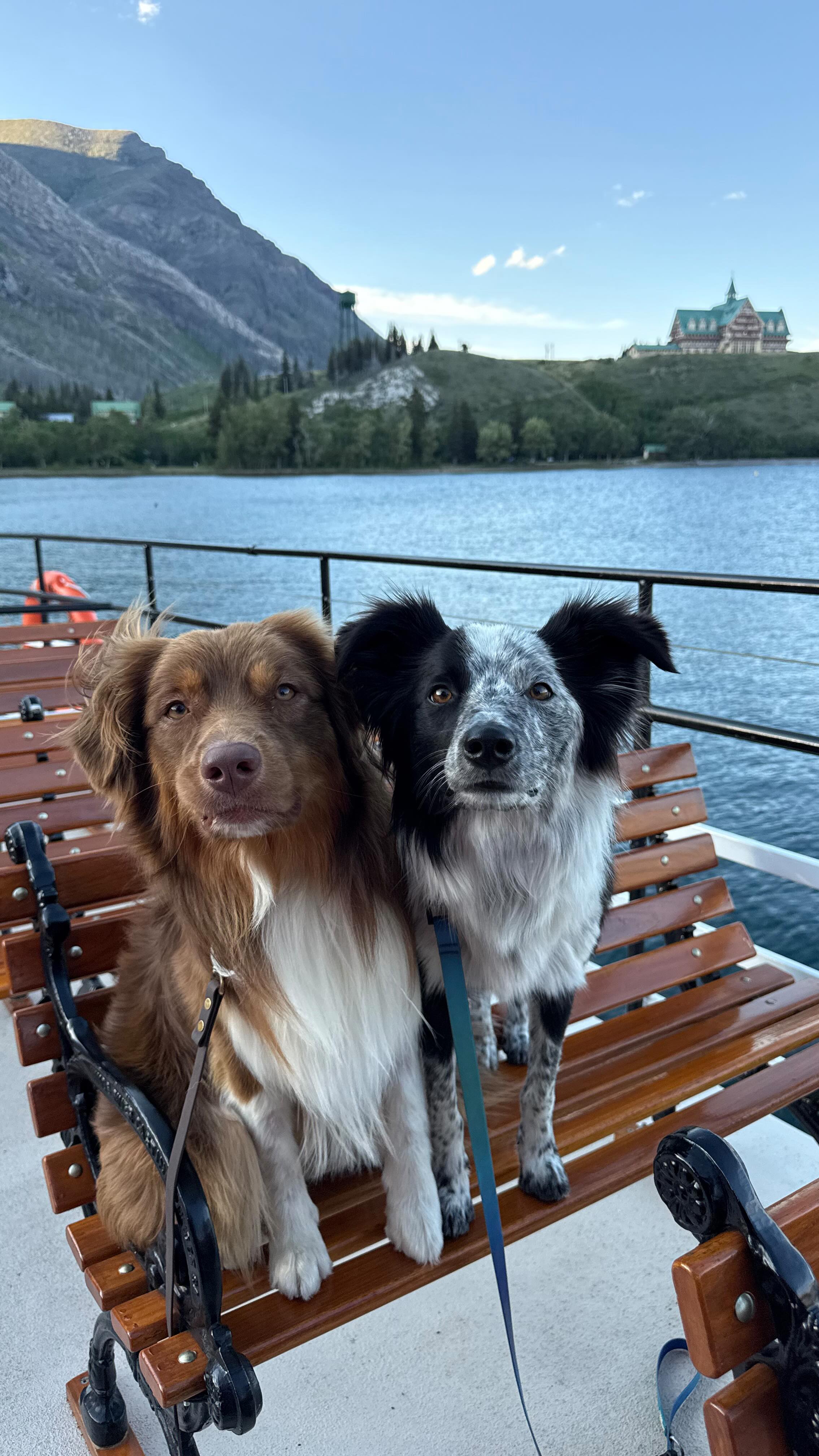 Instagram post by @venturingwithpaws for Travel Alberta. Caption reads: Summer’s better with your four-legged adventure....