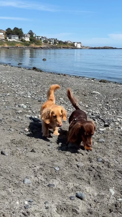 Instagram post by @cashewdachshund for Earth Rated. Caption reads: [...] of the ground and needs a bath daily.....