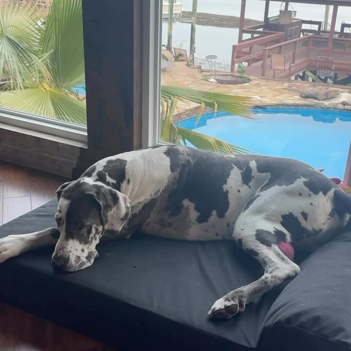 Instagram post by @euro_dane_bros for K9 Ballistics. Caption reads: Trying his best to get Asa off of his....