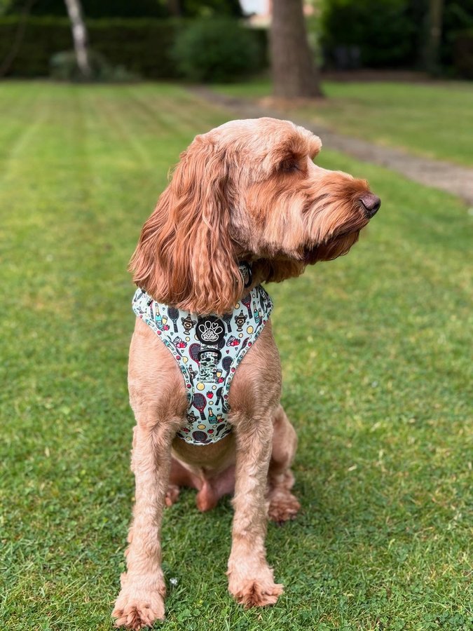 Instagram post by @iamwoodythecockapoo for Hello Beenie. Caption reads: [...] I looking at??

Wearing “Wimbledog”....