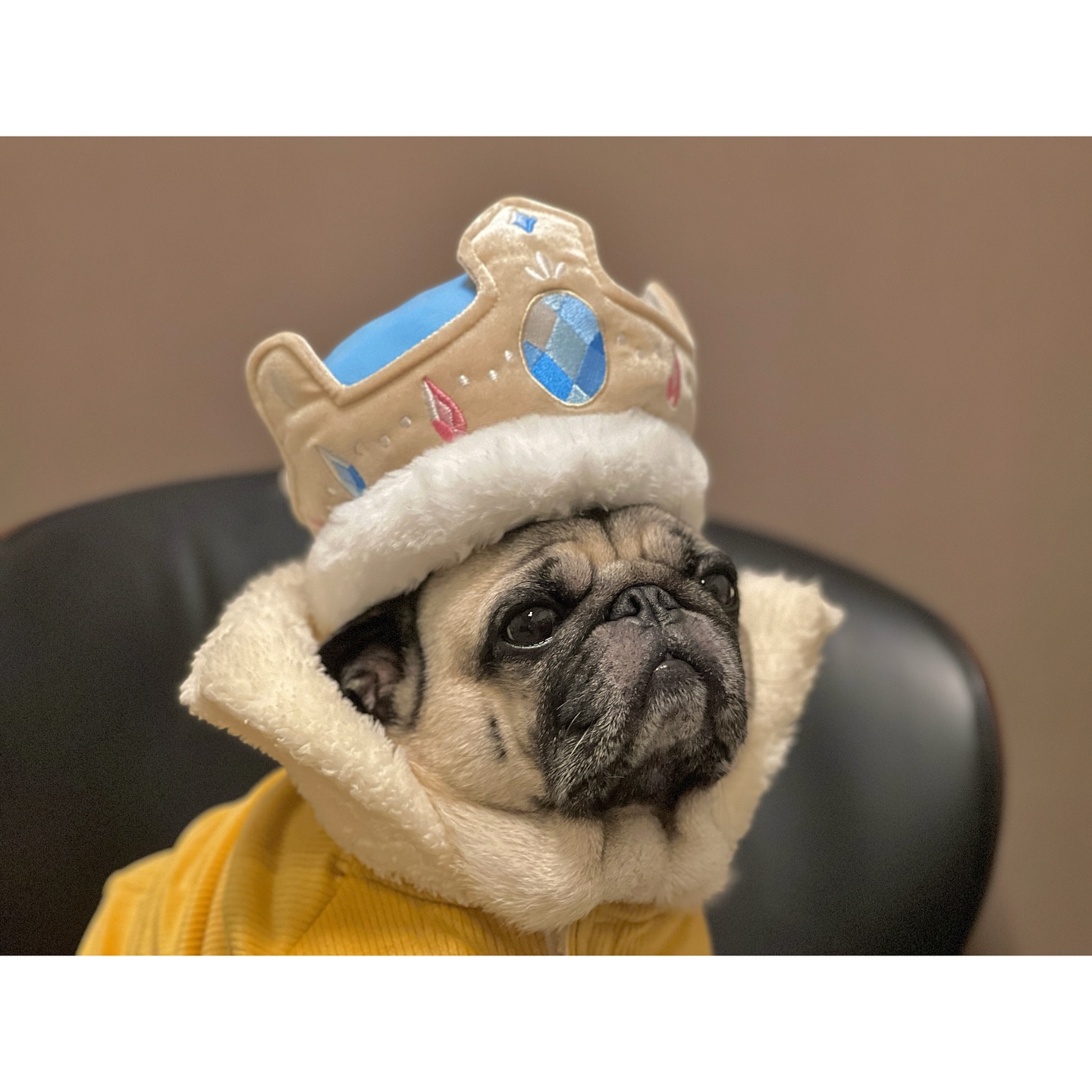 Instagram post by @utino.wanko for Doggy Box. Caption reads: @doggybox_jp....