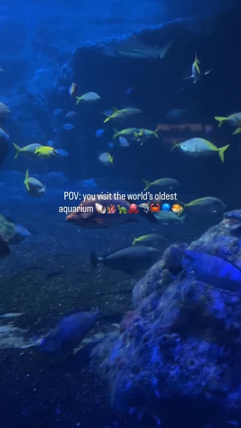 Instagram post by @inspiredbrighton for Sea Life Centre. Caption reads: We had totally a jaw-some time at the aquarium....