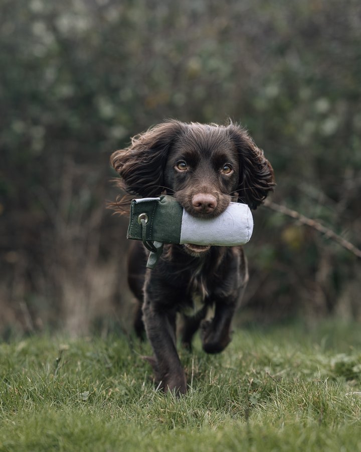 Instagram post by @thorpecreekspaniels for Ruff and Tumble. Caption reads: [...] the perfect sized 1/2lb dummy from....