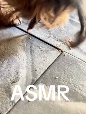 TikTok post by @.doglover1151 for King Lou. Caption reads: [...] into their favorite ASMR moment with King....