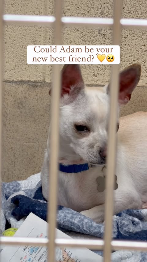 Instagram post by @thegooddogyorktown for Sniffspot. Caption reads: [...] Animal Shelter, Newport News, VA Sniffspot....