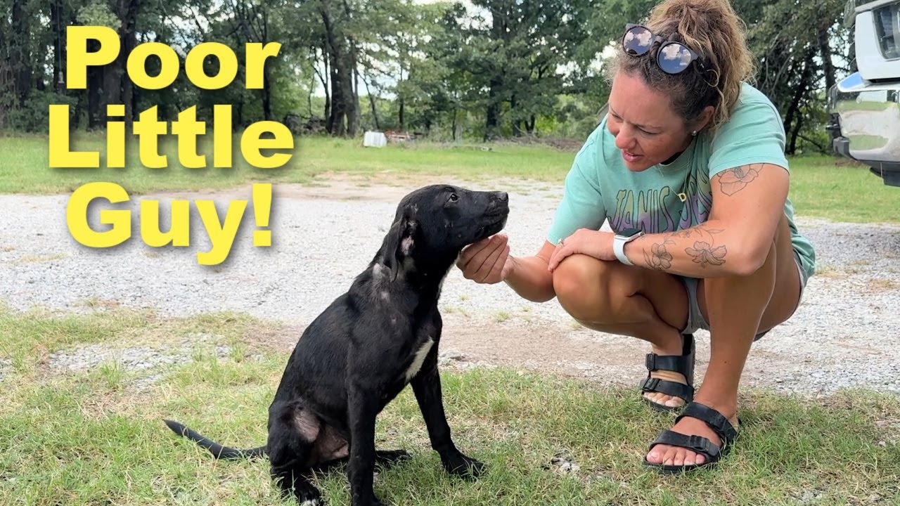 YouTube post by @ArmsFamilyHomestead for Chomps. Caption reads: He's Better But Not Great.