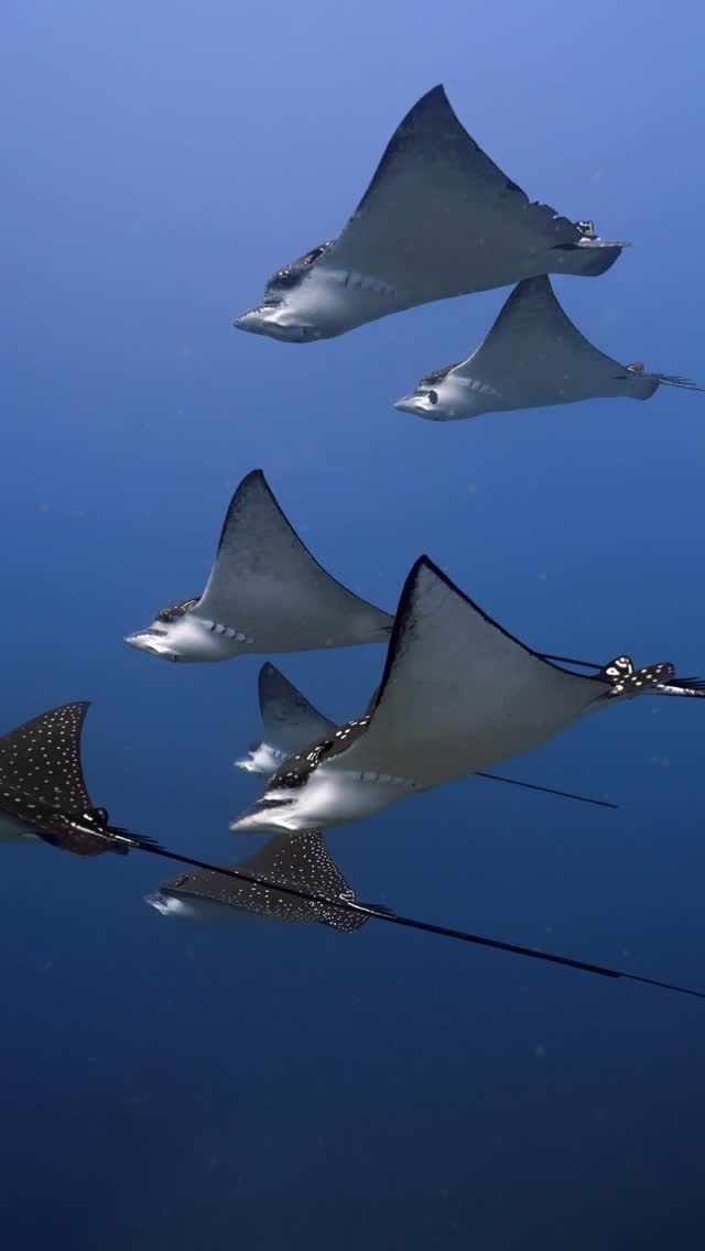 Instagram post by @kk_maldives for Visit Maldives. Caption reads: Eaglerays 😍 📍K A N D O O M A T H I L A #padi....