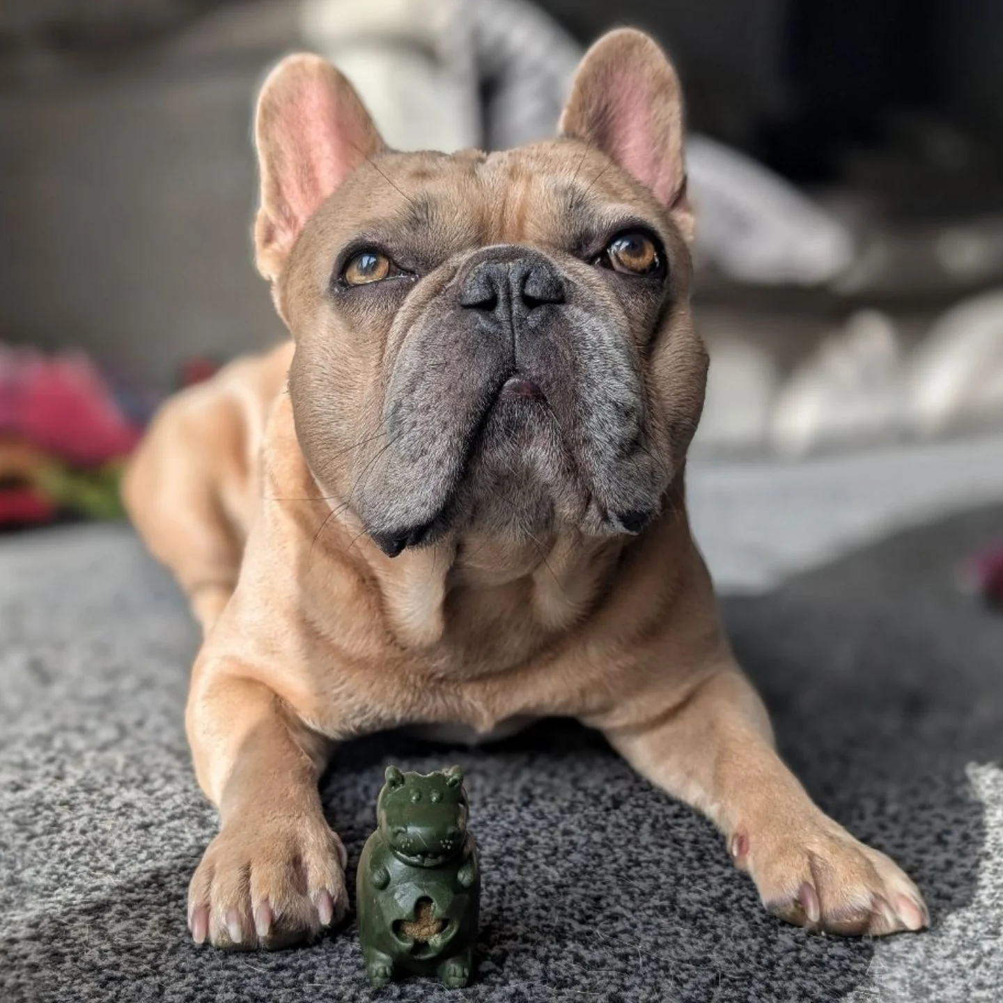 Instagram post by @aslan_archie_thefrenchies for Happy Tails Hampers. Caption reads: [...] my hourly treat Veggie buddies -....