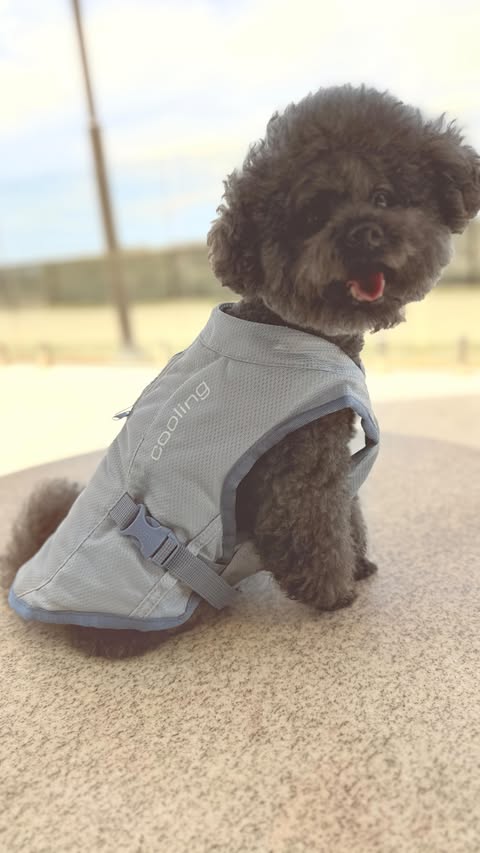 Instagram post by @mangoandbo for Kurgo. Caption reads: [...] pay all my bills 🐾 Cooling jacket from....