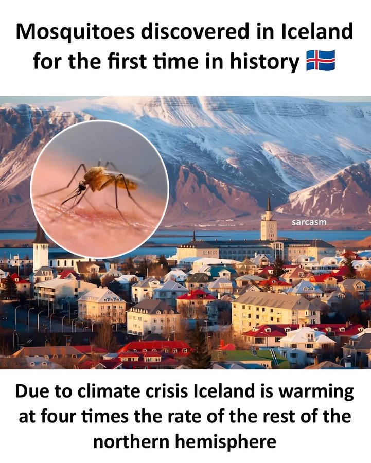 Instagram post by @sarcastic_us for The Guardian. Caption reads: ❗️🇮🇸 Mosquitoes have been found in Iceland for....