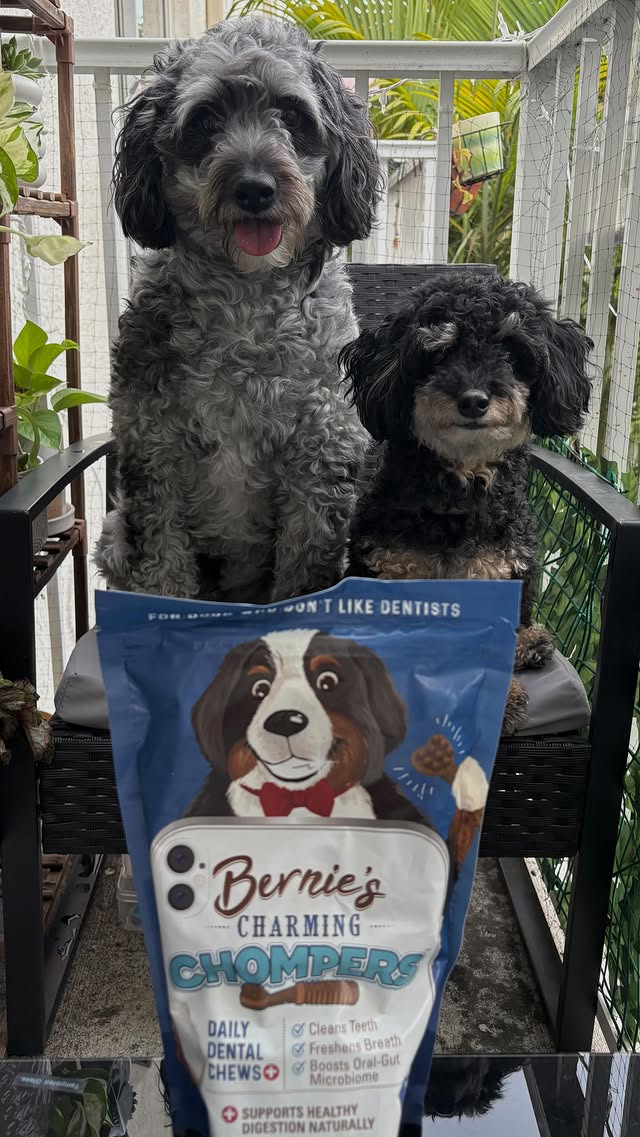 Instagram post by @ivyandnaladoods for Bernie's Best. Caption reads: SAY IT WITH US! 🗣️ Bernies Charming Chompers are....