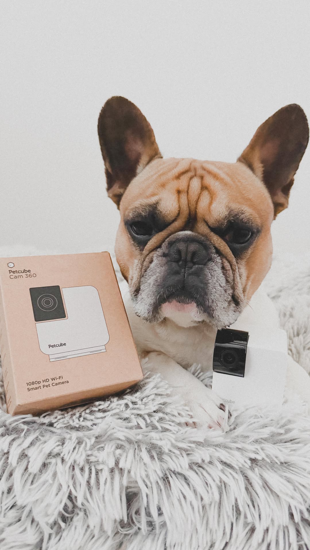 Instagram post by @midas_frenchie_gold for Petcube. Caption reads: [...] 🐾🎥 Thanks to the 360° Pet Camera from....