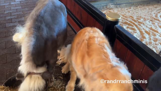 Instagram post by @randrranchminis for WeRateDogs. Caption reads: Sorry to break the news to you guys, but, Tubby....