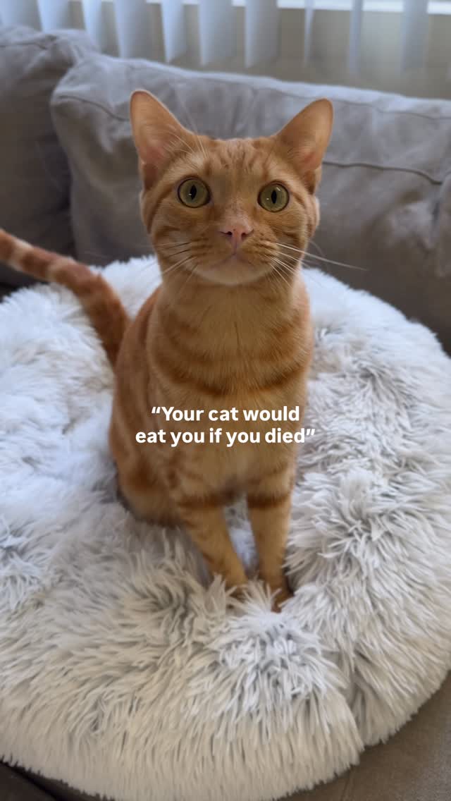 Instagram post by @tabbykatbros for Amazon Pets. Caption reads: He swears they’re just love bites 😅

AD | Last....