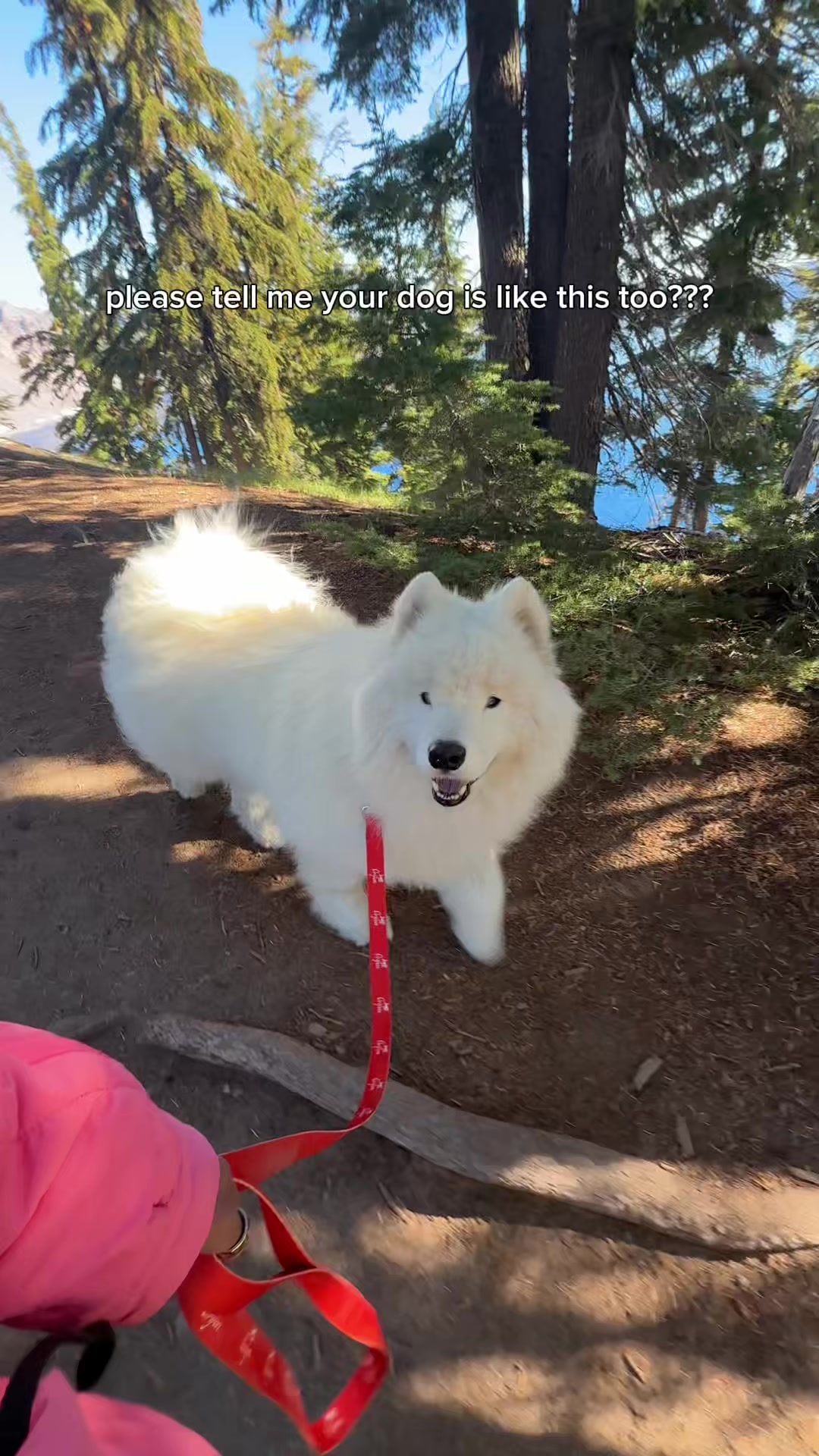 TikTok post by @life.with.a.landcloud for ORIJEN Petfoods. Caption reads: We planned our trip to Crater Lake using Orijen’s....