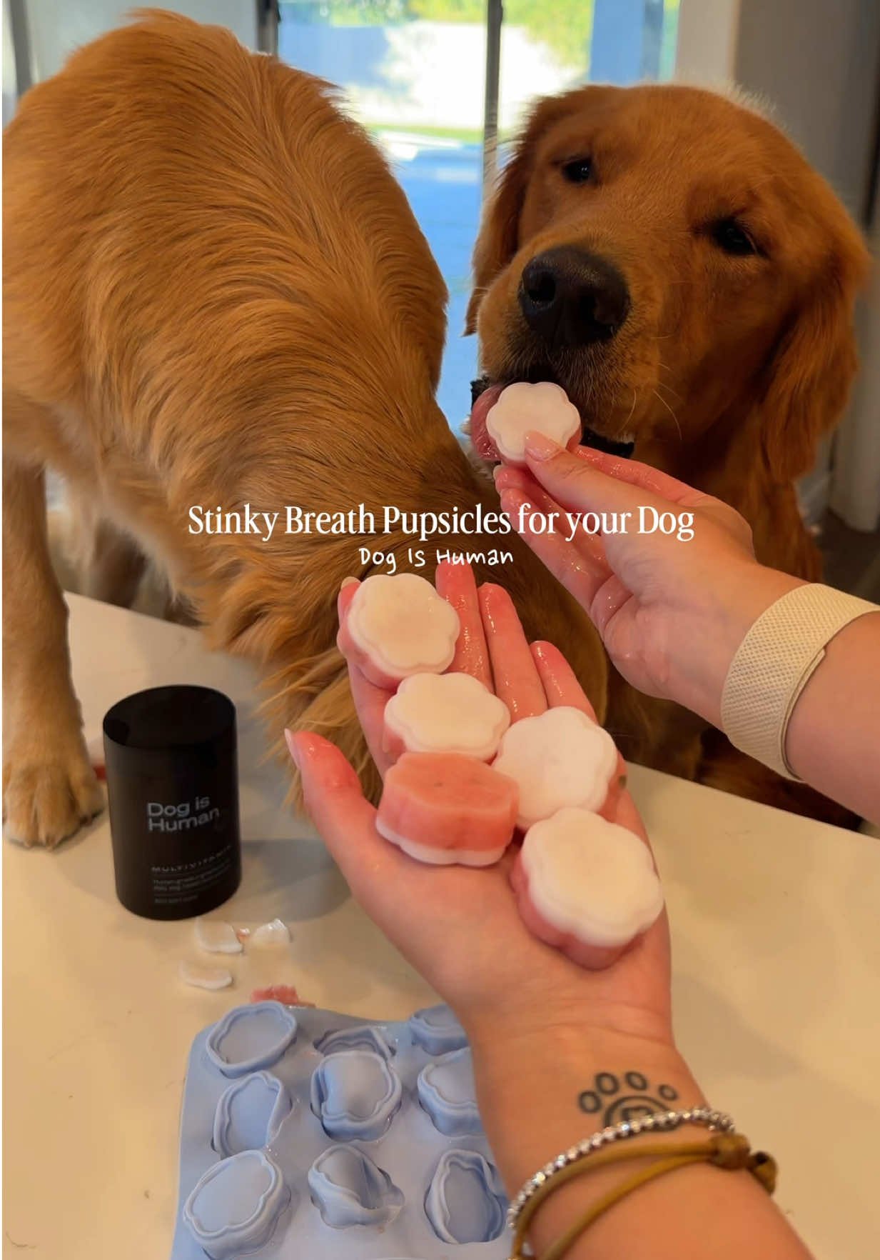 TikTok post by @marriedgoldens for Dog Is Human. Caption reads: [...] breath? These pupsicles say yes 😋 @Dog is....