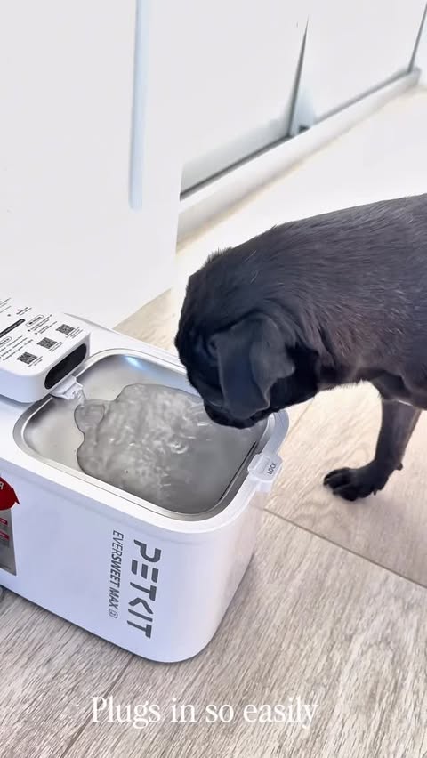 Instagram post by @the_aligned_guide for Petkit. Caption reads: [...] EverSweet Max 2 Pet Water Fountain from....