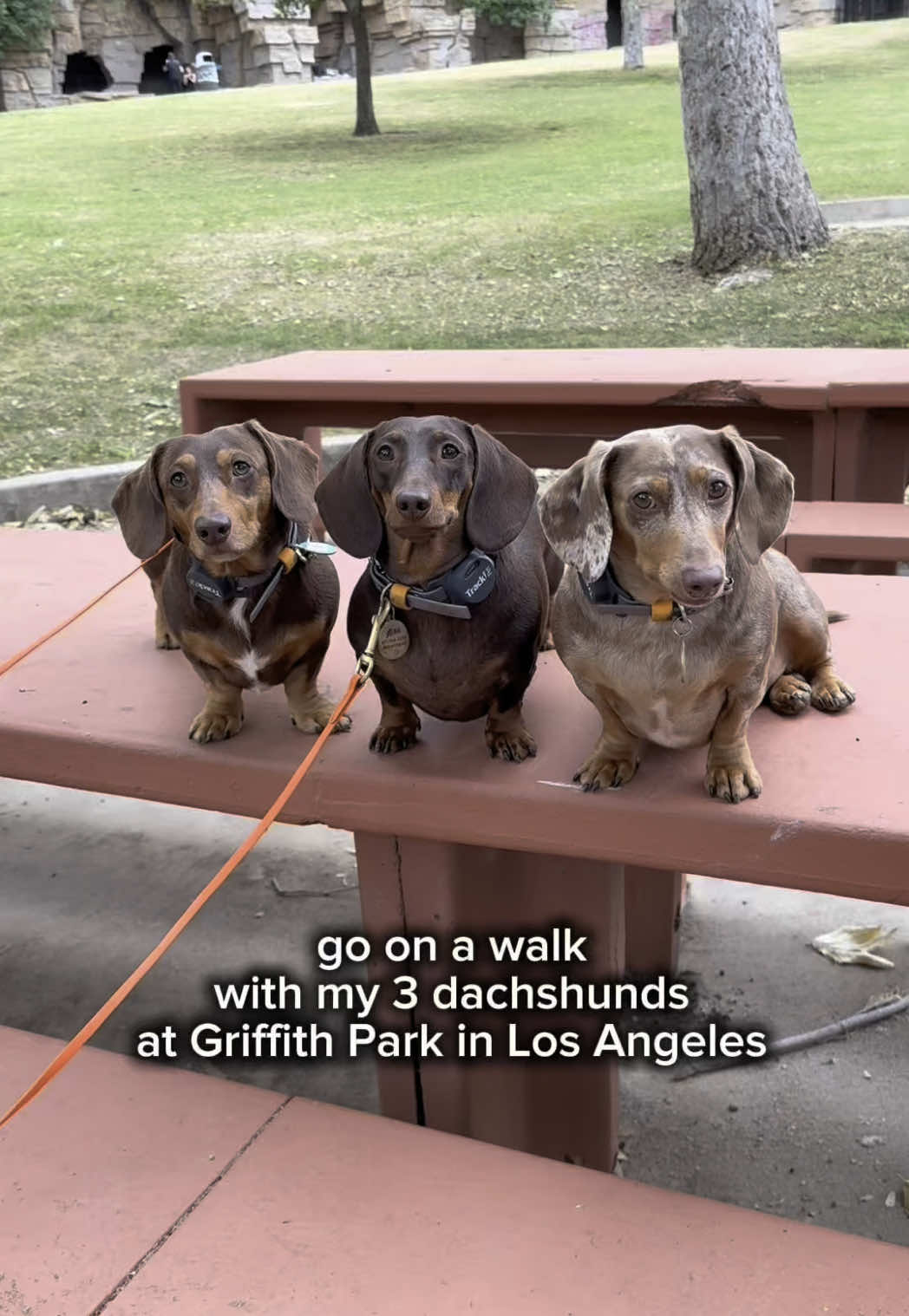 TikTok post by @houseofsausage for Fuel Goods. Caption reads: Eat treats and support bees?!?! Say less. @Fuel....