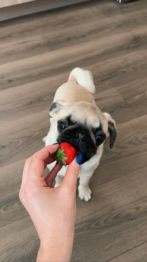 Instagram post by @chlobow_to for Oishii. Caption reads: @oishii.berry is finally in Toronto and these....