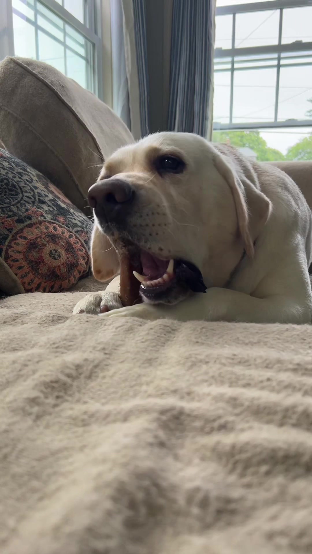 TikTok post by @sirfin.ellie.and.company for Benebone. Caption reads: #sirfin @Benebone.
