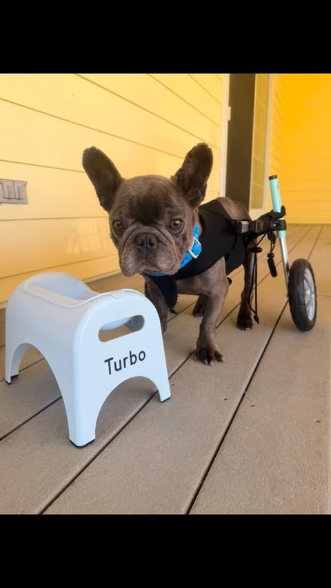 Instagram post by @kelsayer for EASYEAT. Caption reads: Turbo received the sweetest gift. An....