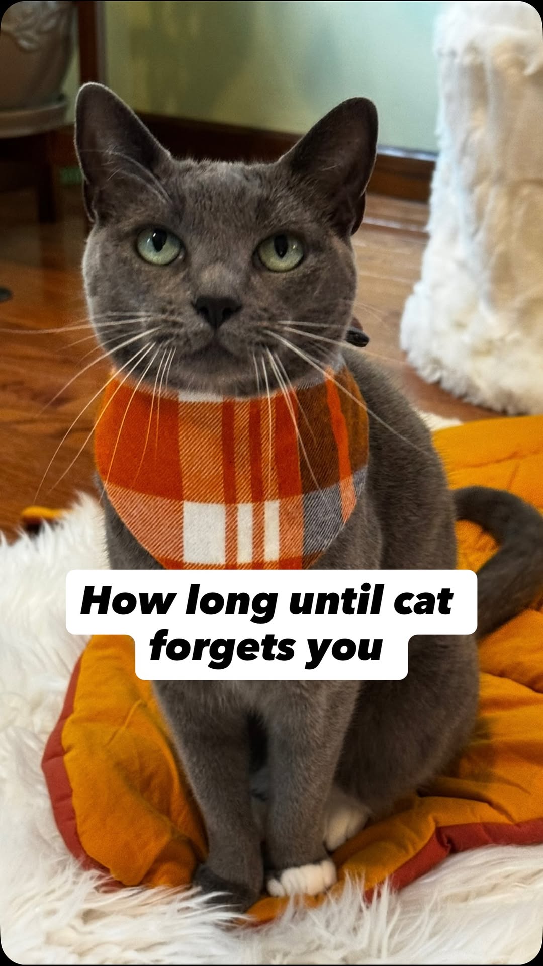 Instagram post by @purrfectinfluencer for Cats of Instagram. Caption reads: Did you know this? How long have you ever left....