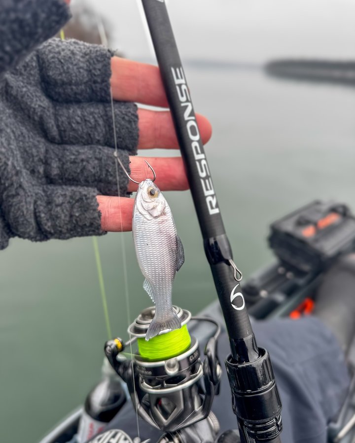 Instagram post by @dustoff_fishing for 6th Sense Fishing. Caption reads: [...] soft plastic swimbait from @6thsensefishing....