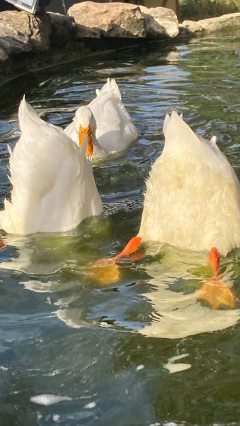 Instagram post by @emma.loney for Glamorise. Caption reads: Celebrating womanhood everyday in @glamorisebras....