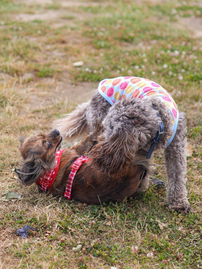 Instagram post by @_frankiepants_ for Paw Couture. Caption reads: Thankful Thursday 🤍 It makes my heart beam with....