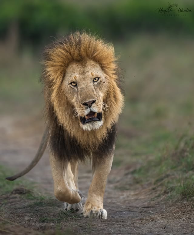 Instagram post by @yogesh_bhatia_wildlife for Discovery. Caption reads: A powerful subject deserves an equally powerful....