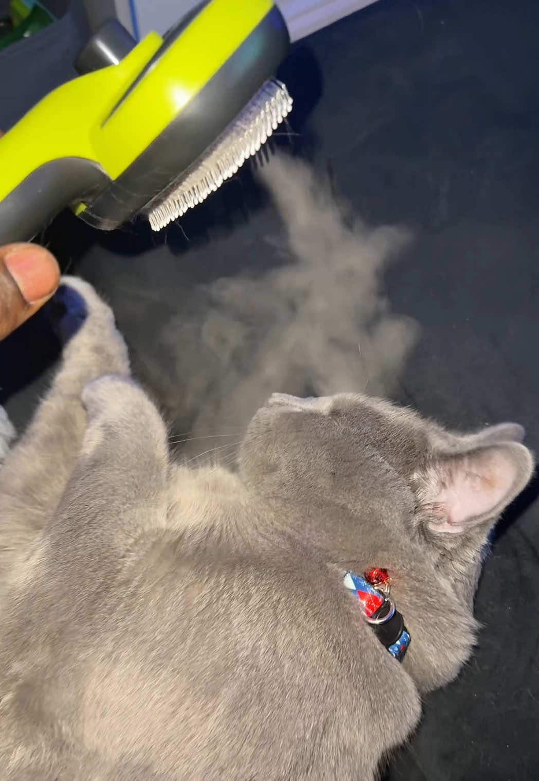 TikTok post by @thefrontdesk for Pecute. Caption reads: [...] Brushed him till he fell asleep lol @Pecute....