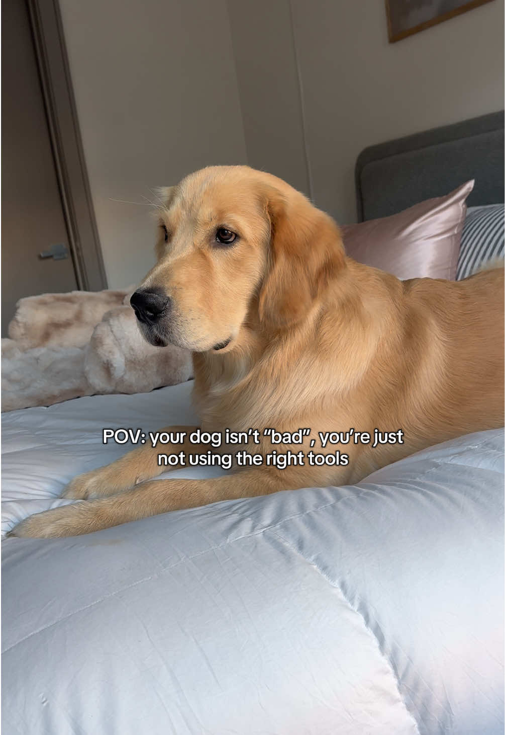 TikTok post by @golden.life.with.river for Dog Friendly Co. Caption reads: [...] #dfcojan #tiktokshopjumpstartsale....