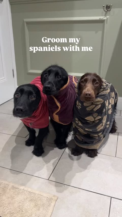 Instagram post by @cocker.milly for Beco Pets. Caption reads: Bath time with 3 spaniels 🛁 like a workout 😅 🔗....