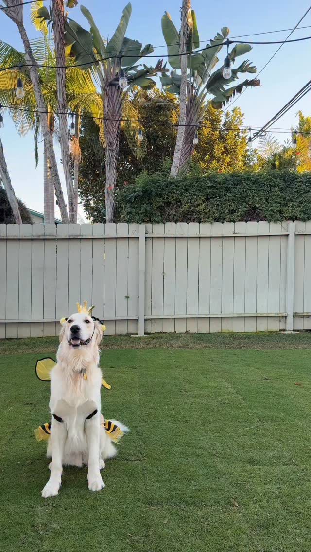 Instagram post by @lenwichthegolden for Petco. Caption reads: Couldn’t decide on a costume so I got 10 🤷🎃🐶....