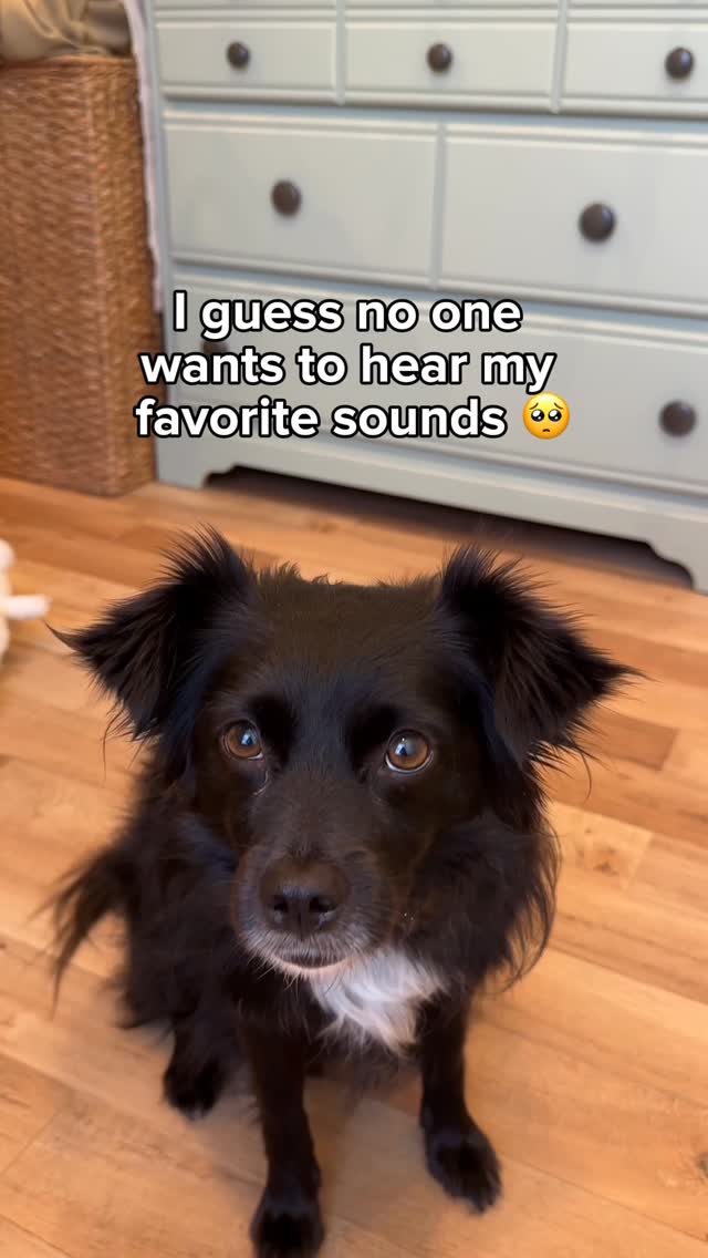 Instagram post by @vaderthebordercollie for Edgard & Cooper. Caption reads: #EdgardCooperPartner Sweet boy dog Vader has been....