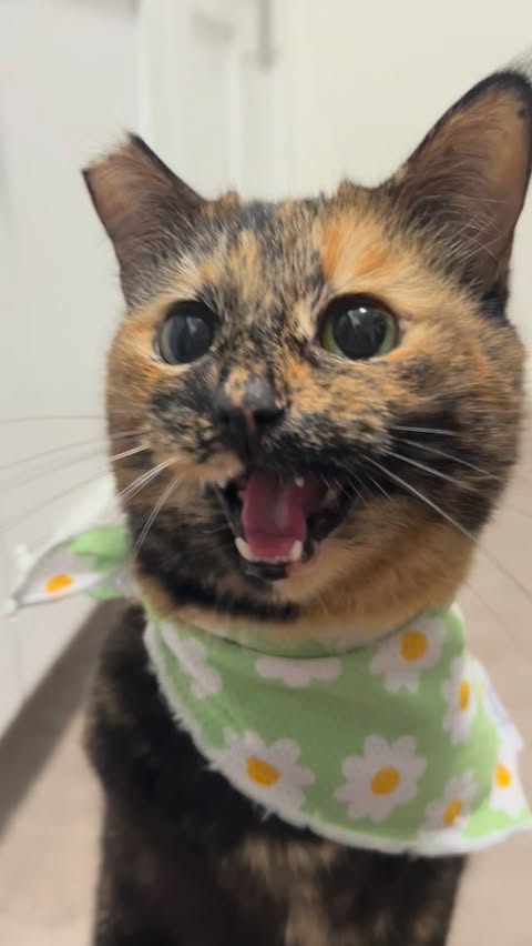 Instagram post by @screamy_beany for Sassy Woof. Caption reads: [...] really hard! (Sort of) • •bandanas by....