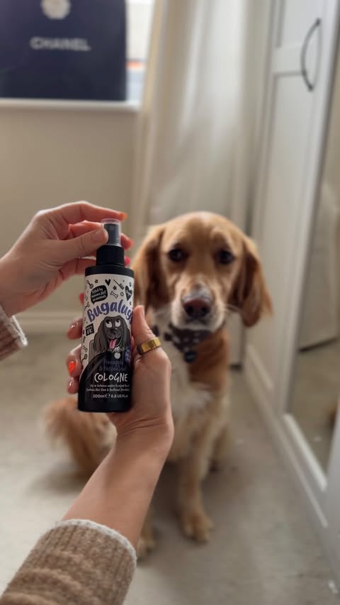 Instagram post by @eddieunleashed_ for Bugalugs Pet Care. Caption reads: [...] of the family 🍍✨😂 Using the....